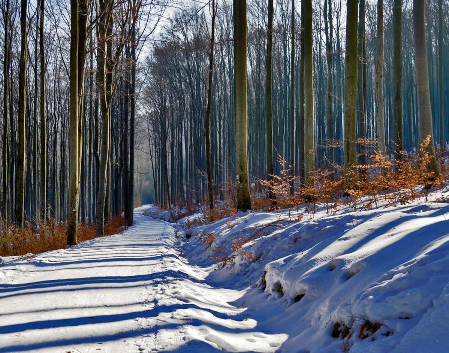 Old House In Forest * Kremze